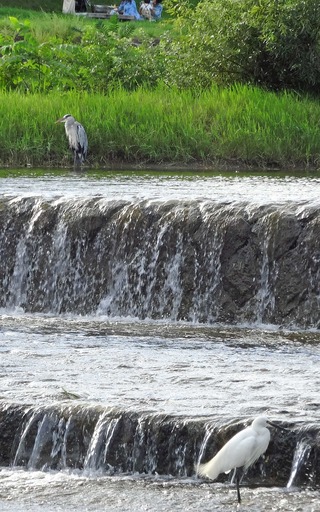 200914_sagi1.jpg