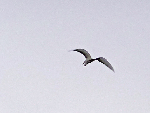 200919_sagi4.jpg