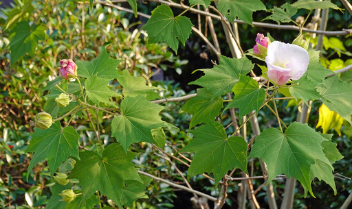 201031_hana.jpg