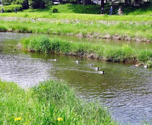 210509_kamo1.jpg