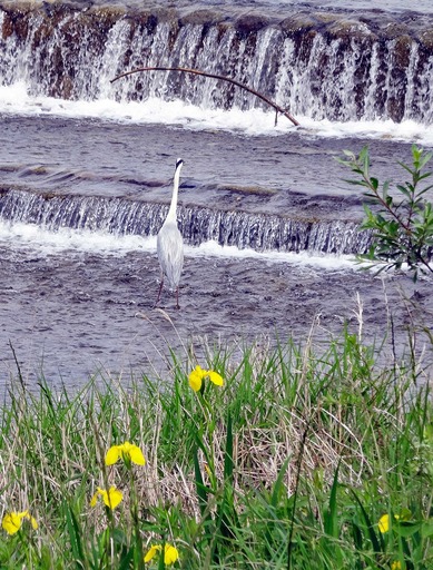 210509_sagi1.jpg