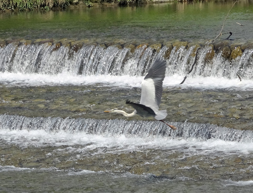 210509_sagi2.jpg