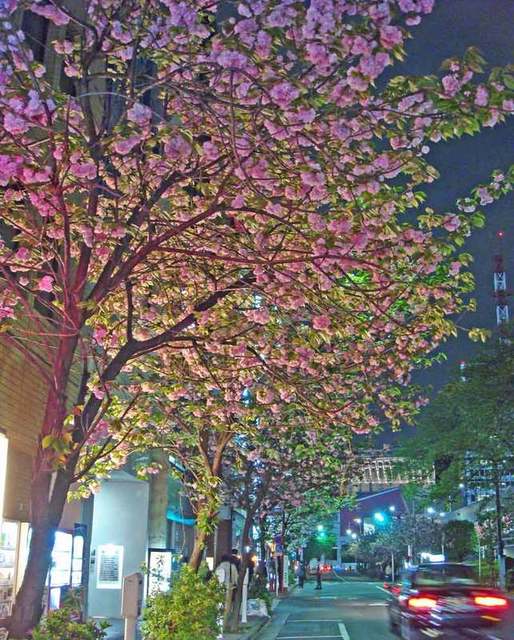 080421sakura 080421sakura