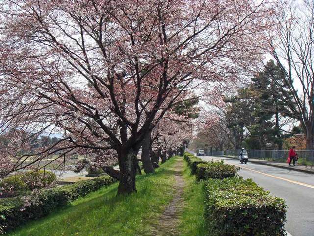 090403sakura2 090403sakura2