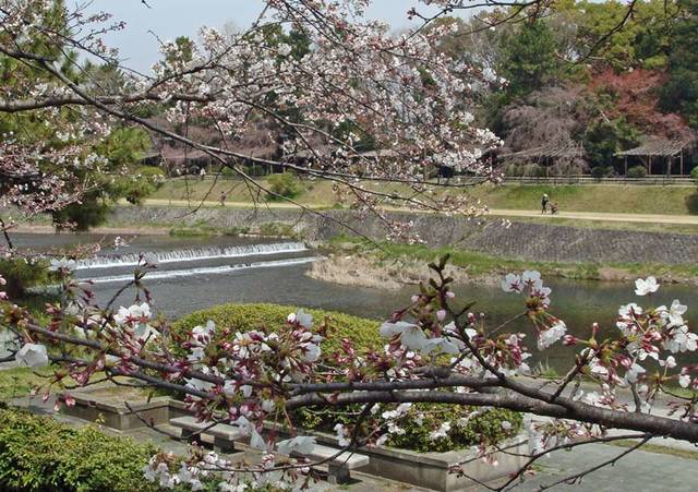 090403sakura3 090403sakura3