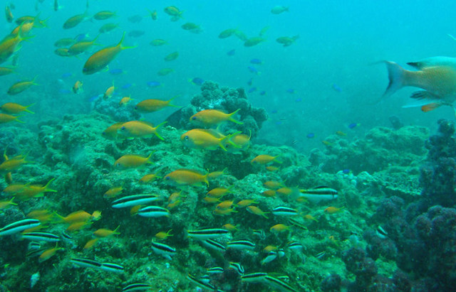 090817kangei 090817kangei