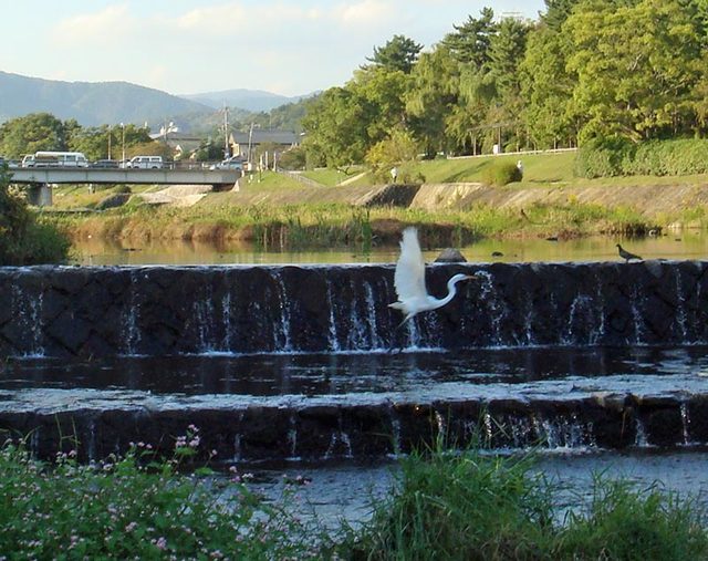 091019kamonotori1 091019kamonotori1