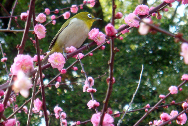 100314mejiro 100314mejiro