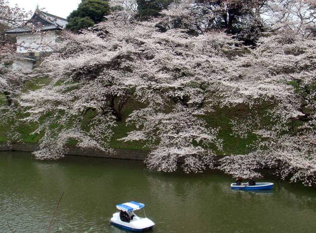 100331sakura2 100331sakura2