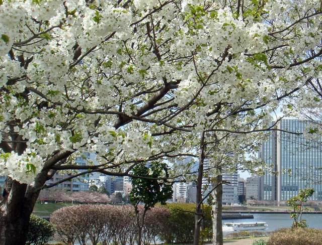 100401sumida 100401sumida