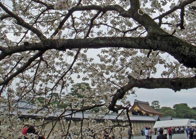 100411gosyosakura 100411gosyosakura