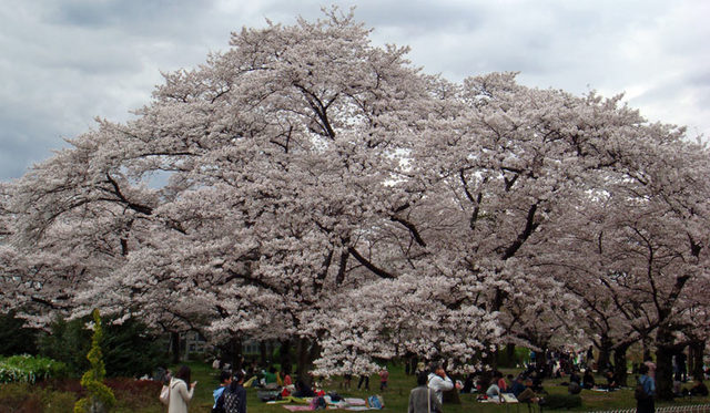 100410syokubutusakura2 100410syokubutusakura2