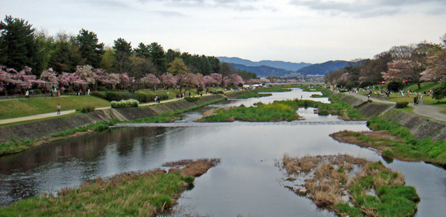 100411kamogawa1 100411kamogawa1