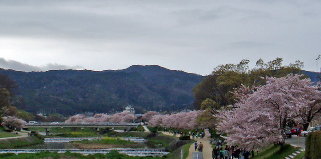 100411kamogawa2 100411kamogawa2
