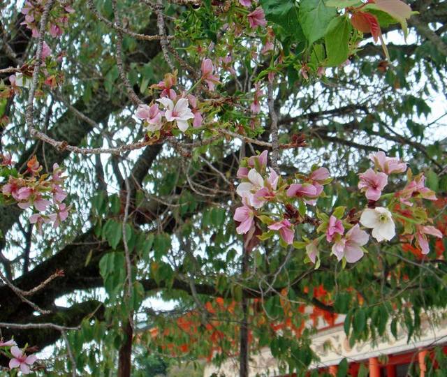 101020_sakura 101020_sakura