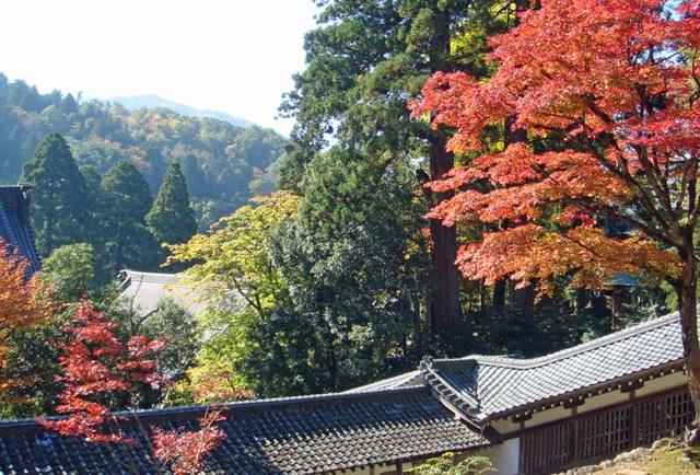 101107eiheijimomiji 101107eiheijimomiji