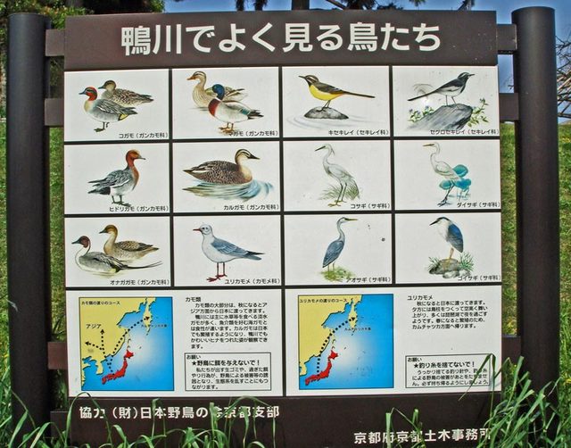 111108_birds 111108_birds