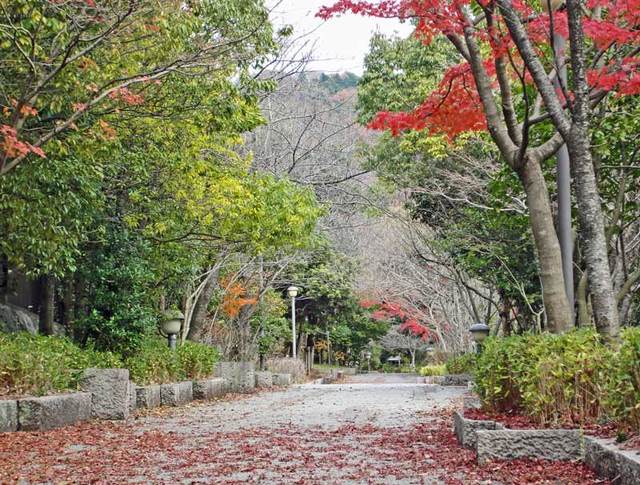 111211_momiji 111211_momiji