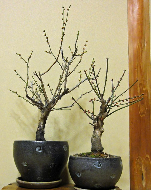 120101_ume 120101_ume