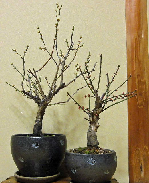 120102_ume 120102_ume