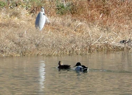 120103_kamo1 120103_kamo1