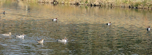120103_kamo2 120103_kamo2