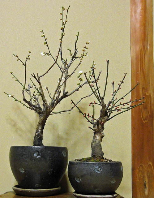 120103_ume 120103_ume