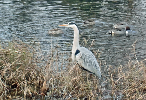120104_kamo2 120104_kamo2