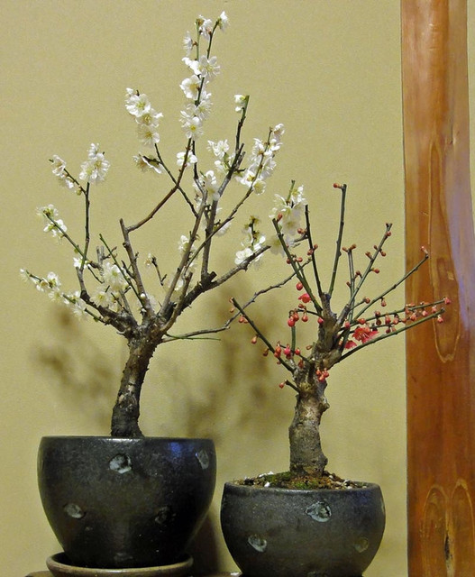 120107_ume 120107_ume