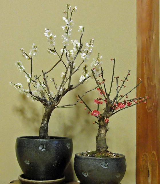 120108_ume 120108_ume