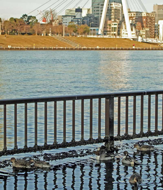 120109_kamo2 120109_kamo2