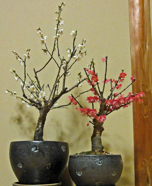 120113_ume 120113_ume