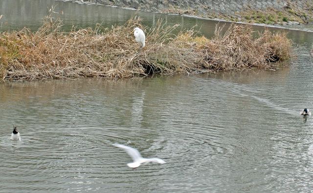 120124_sagi1 120124_sagi1