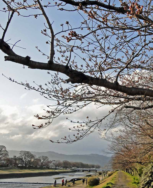 120401_kamonosakura 120401_kamonosakura