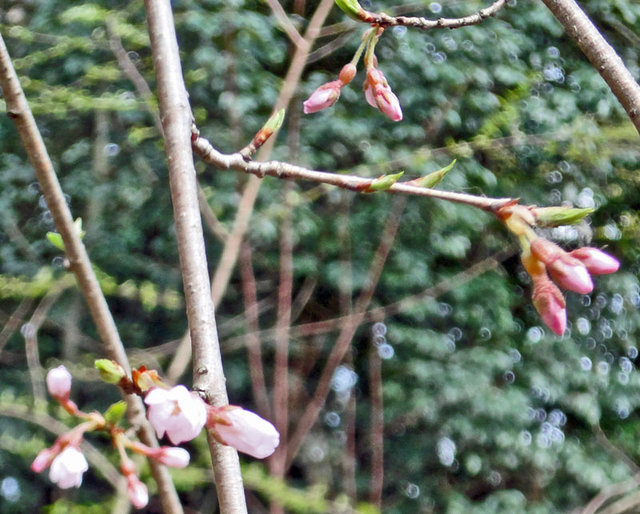120401_tadasusakura 120401_tadasusakura
