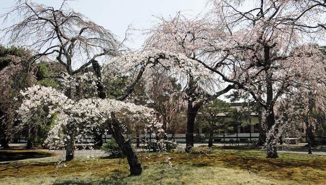120408_hanami11 120408_hanami11