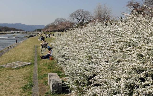 120408_hanami12 120408_hanami12