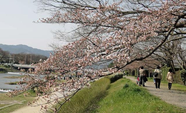 120408_hanami2 120408_hanami2