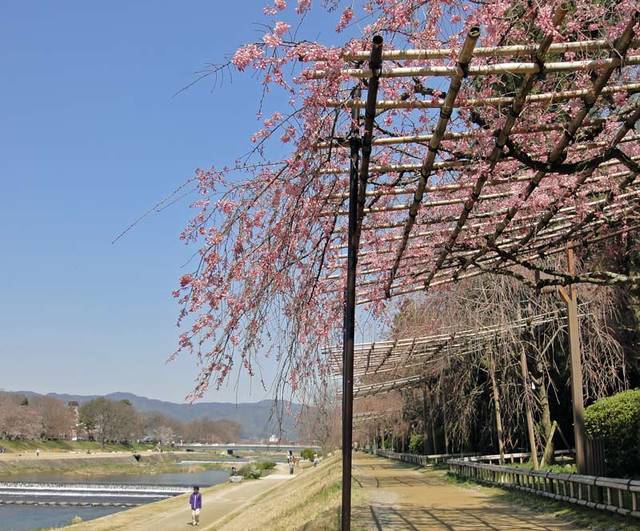 120408_hanami3 120408_hanami3
