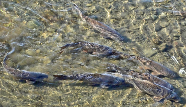 120428_koi 120428_koi