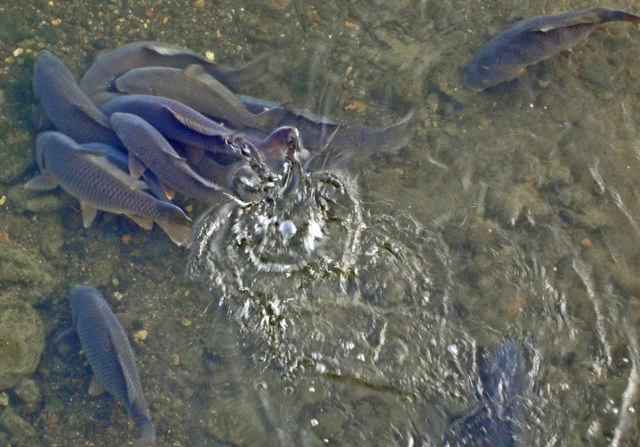 120429_koi 120429_koi