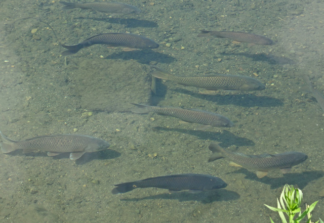 120826_koi 120826_koi