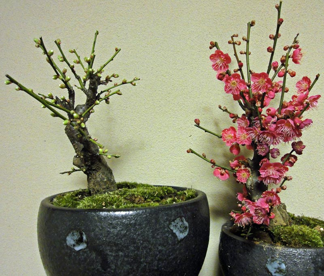 130103_ume 130103_ume