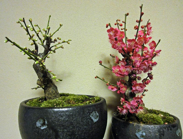 130104_ume 130104_ume