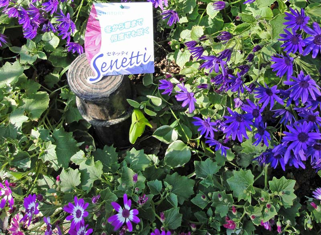130120_senetti 130120_senetti