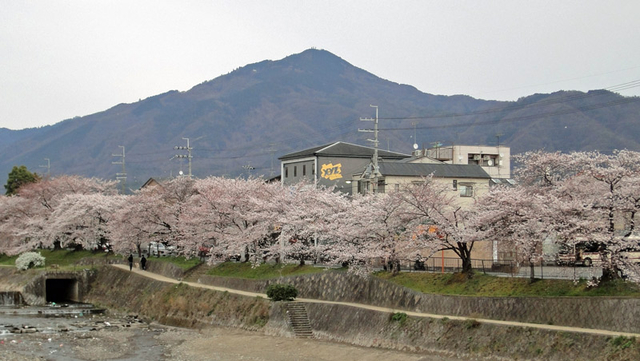 京洛逍遥(268)川端通りから冷泉通りの桜と十石舟: <h2><strong 京洛逍遥(268)川端通りから冷泉通りの桜と十石舟: <h2><strong