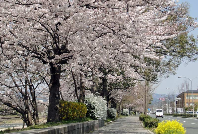130330_kawabata 130330_kawabata