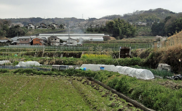 130401_wakabadai 130401_wakabadai
