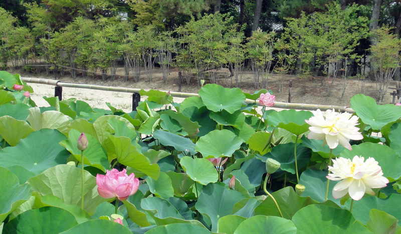 130701_hasu 130701_hasu