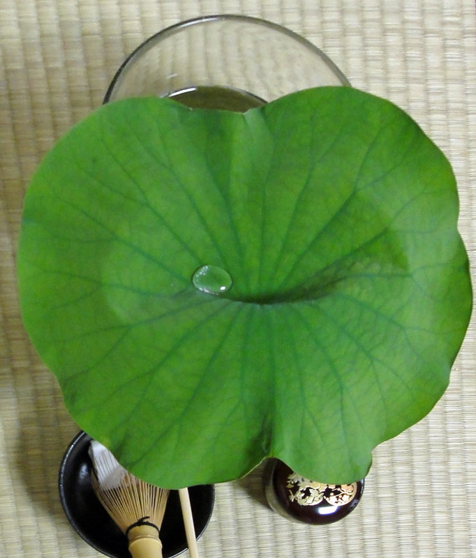 130815_hasu 130815_hasu
